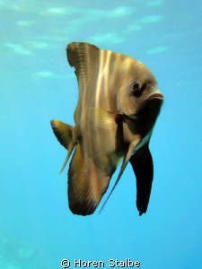 Batfish. Sony Cybershot. by Horen Stalbe 